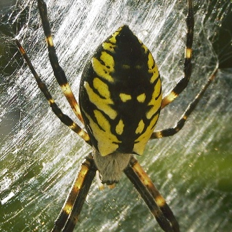 yellow and black garden spider